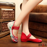 Низкий банда красный пион цветок