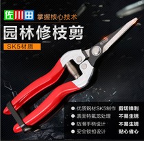 Taiwan loose fruit scissors Floral art Thin fruit scissors Picking grapes SK5 steel flower arrangement pruning flower branch arrangement scissors