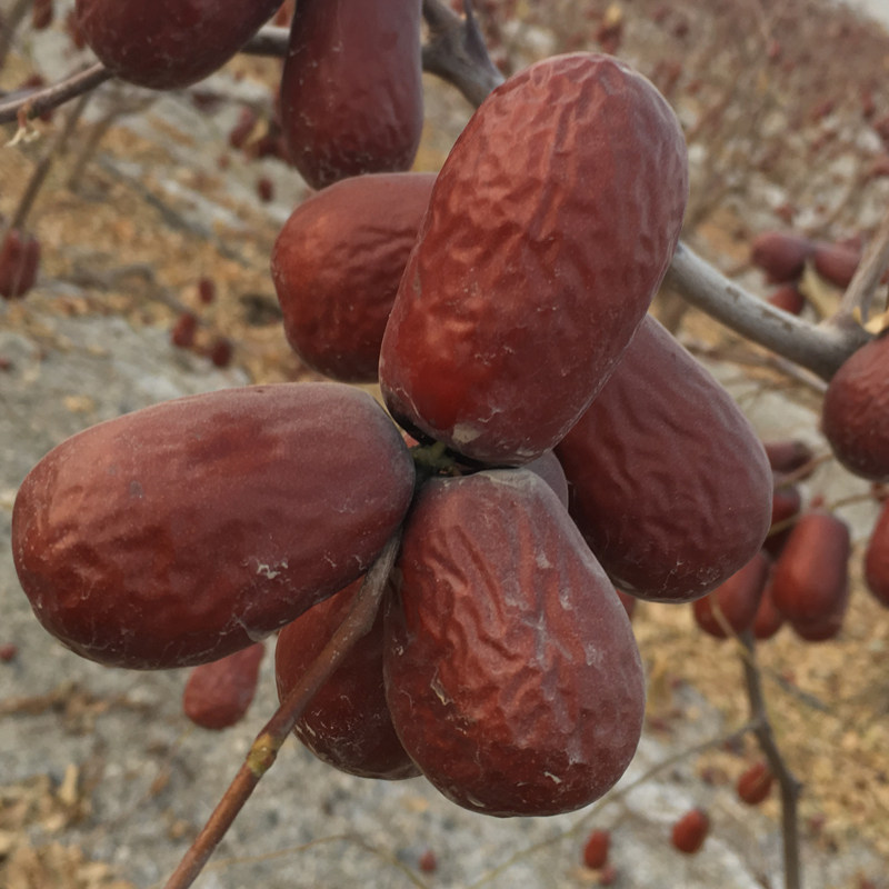New date Xinjiang special production of red dates and Tian Jun Zaote class Xinjiang red dates 6 stars and Tian red dates hanging dried dates