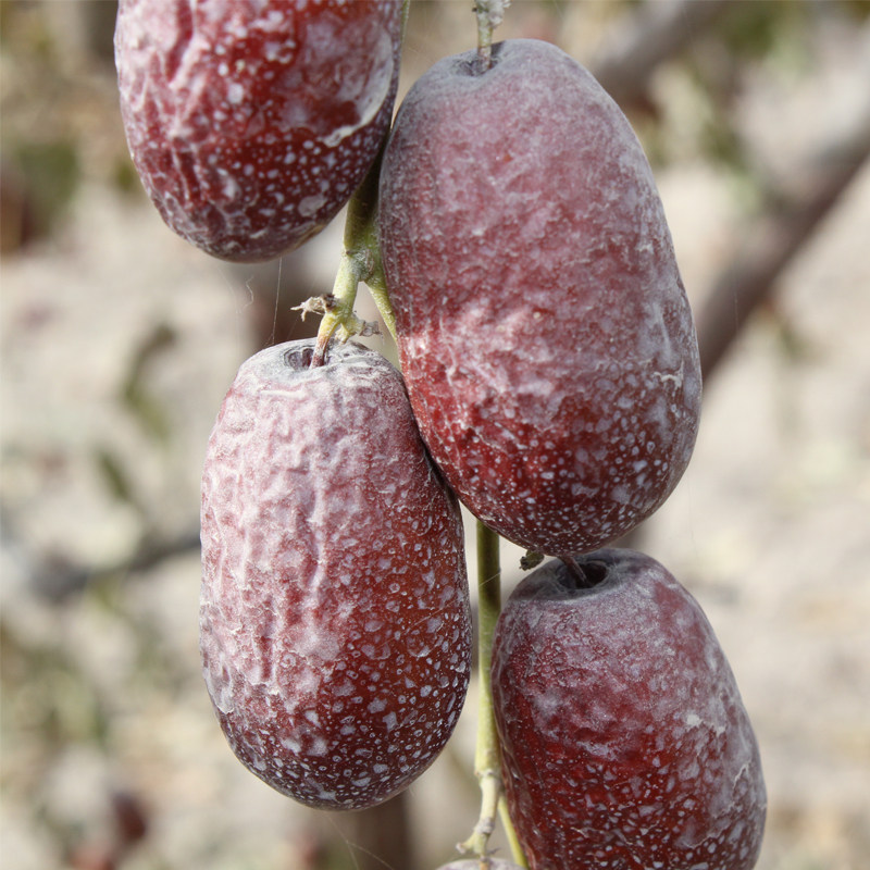 WC send Jujube their own Jujube Garden Xinjiang Red Jujube Premium Ruoqiang Gray Jujube Raw Jujube unwashed hanging dry 1000g