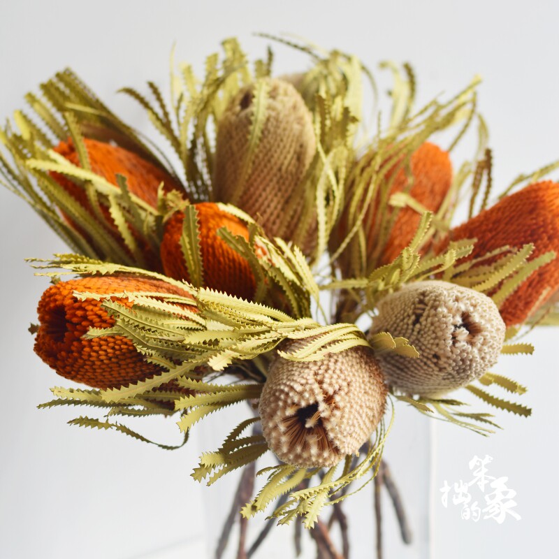 Banke wood dried flower orange South Africa imported Nordic natural retro forest literature and art dried flower Stupa photography props