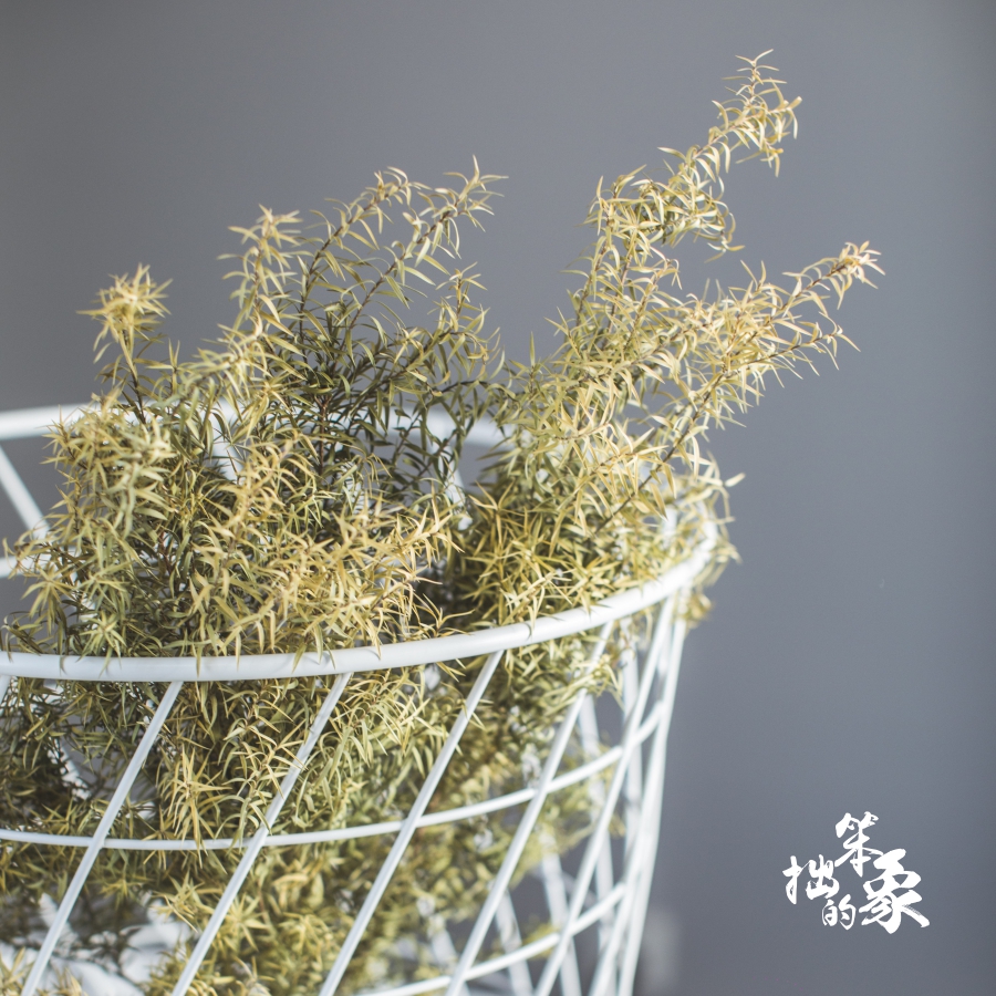 千层金黄金香柳天然绿色干花真花叶子北欧风装饰壁挂干草diy花材 千层金黄金香柳天然绿色干花真花叶子北欧风装饰壁挂干草diy花材