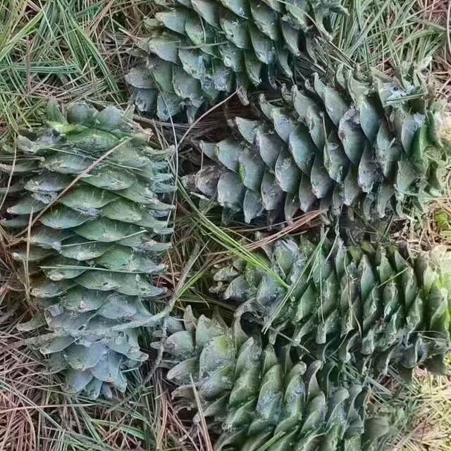 Northeastern pine nuts crispy pine nuts original nuts roasted seeds and nuts snacks dried fruits wholesale bulk single pine cone with pine nuts