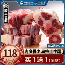 Uruguay oxtail fresh whole beef tail cut beef tendon