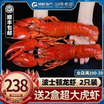 Canada Boston lobster imported big lobster cooked frozen fresh crayfish 850g couple 2 pack