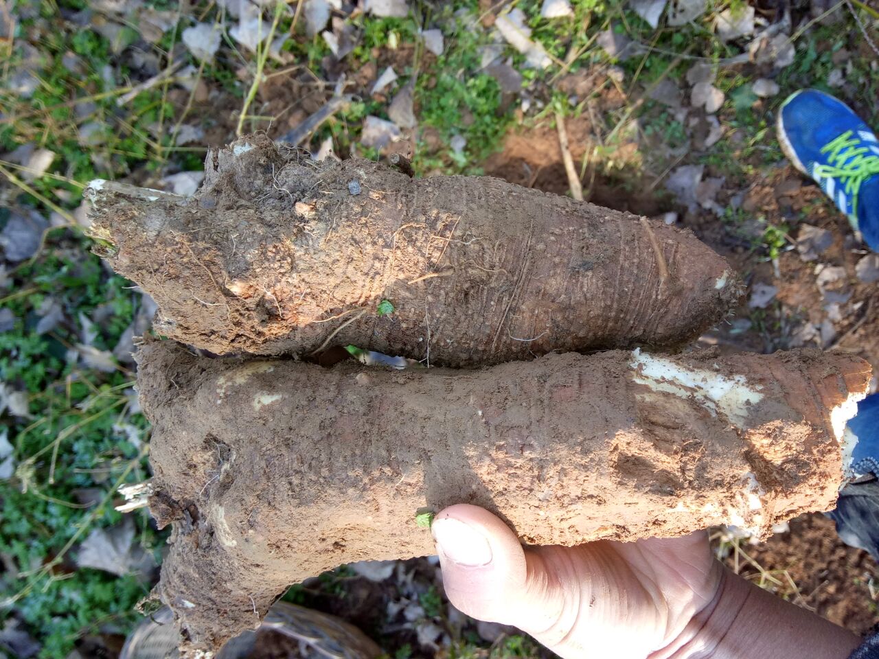  Fresh Shang Lu (500g) native ginseng wild to see the swollen Zhangyu root beef and rhubarb mountain turnip