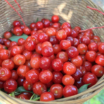 Коронация в Сычуане мийи (Sichuan Miyi) Xichang коронации небольшой вишневой земли Npeach Shunfeng Air 5 catty Bottling