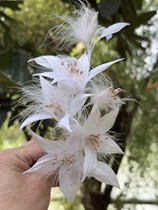 Megos original fairy-like and smart feathers ostrich feathers handmade flower branches bridal headwear and makeup styling on-location travel photography