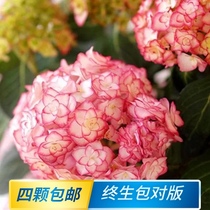 Flower potted hydrangea seedlings hydrangea Hui Night Ji Sun Temple Jiacheng Magic Revolution Endless summer bride