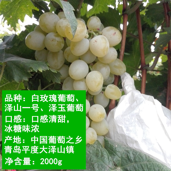 山东大泽山玫瑰香葡萄：当季甜蜜滋味快递到家