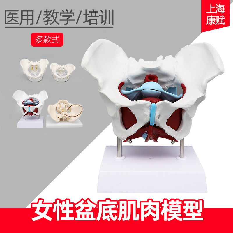 男女性骨盆生殖器模型 女性盆腔结构 膀胱盆底肌肉康复 教学医学