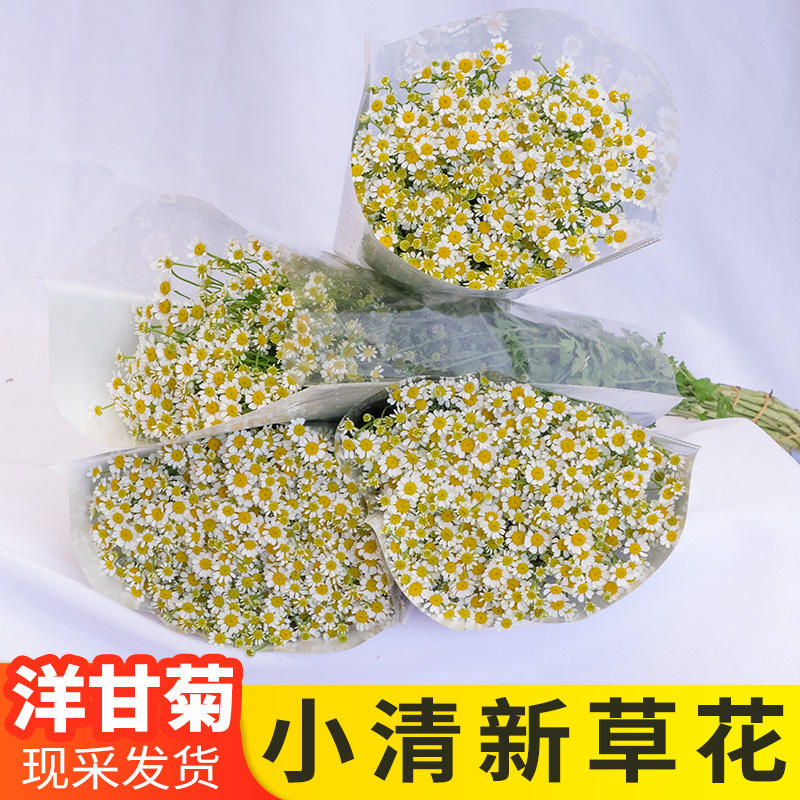 Chamomile and Rose Flower Bouquets with Grass, Direct Delivery from Yunnan Base, Small Fresh Bouquets for Home Water Cultivation, Same-City Express Delivery Chamomile and Rose Flower Bouquets with Grass, Direct Delivery from Yunnan Base, Small Fresh Bouquets for Home Water Cultivation, Same-City Express Delivery