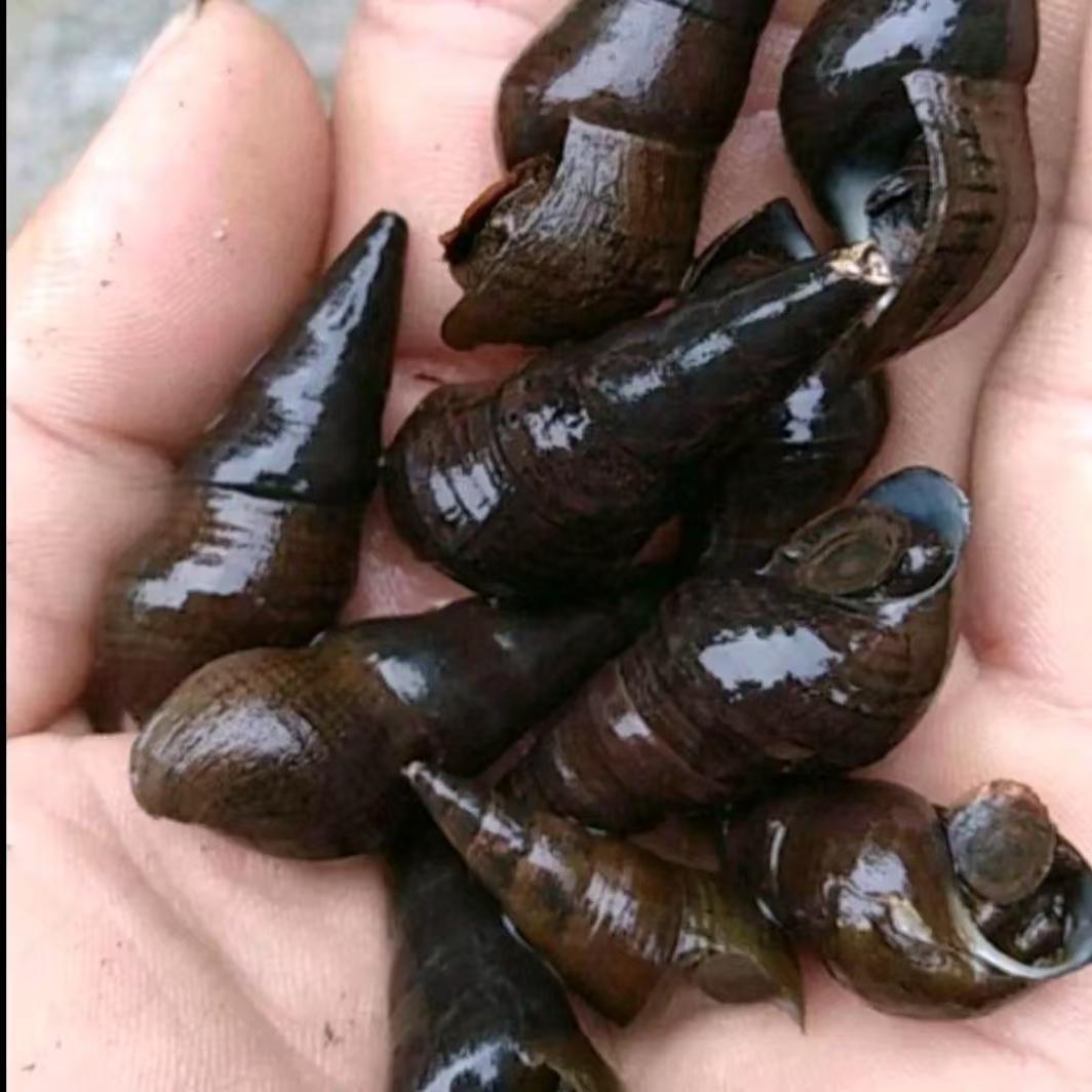 连云港鲜活海螺：从深海到餐桌的味蕾狂欢