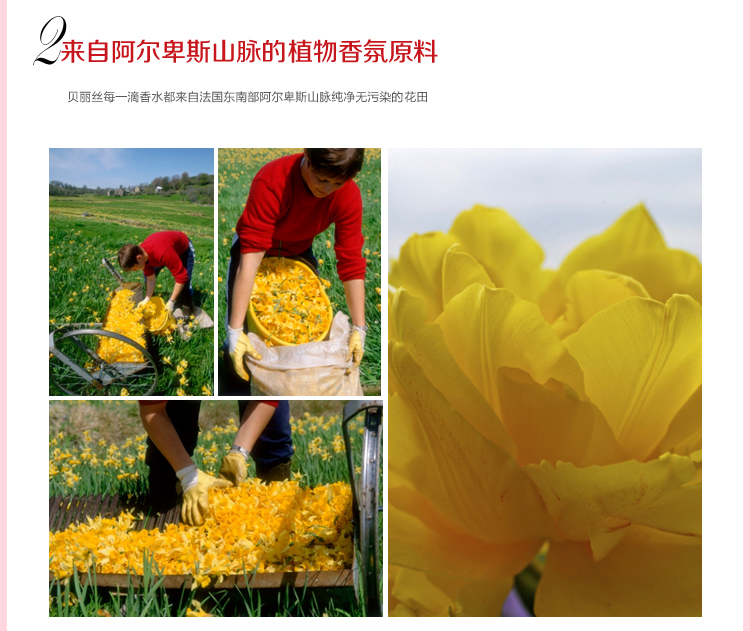 Authentic Bellis 1997 Bà nước hoa tươi quốc tế lâu dài Hương thơm kéo dài nguyên liệu nhập khẩu nước hoa suddenly