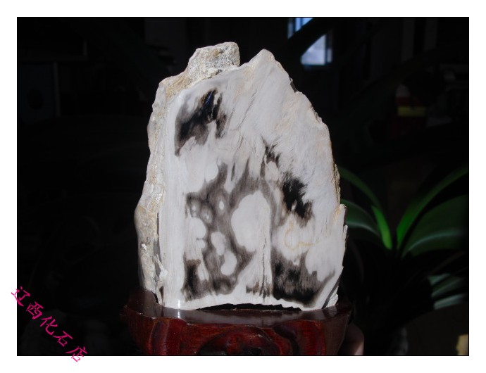 Liao Xi Chaoyang Natural Wonder Stone Sightseeing Petrochemical Stone Tree Fossil Tree Fossilized Jade Silicon Chemical Wood Black White Flower Boutique 2922