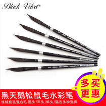 Black Swan Black Velvet Velvet Pine Squirrel Wool Painted Pen 3 8 Knives Frontal Pen 3012S Watercolor Pen