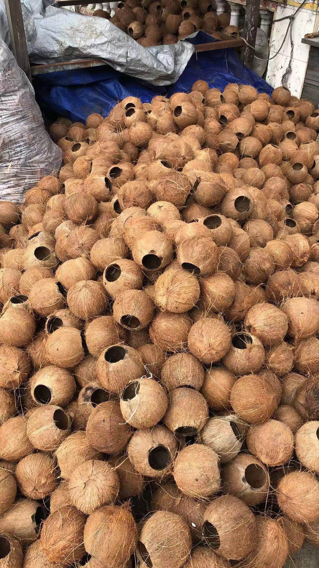 (diameter 12-13 5) coconut shell flower pot planting balcony home decoration (starting from 200) no