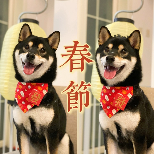 2023 Китайский новогодний новогодний новый год Pet Cat Dog, Shibu Inu Corgi Fighting Новый год.