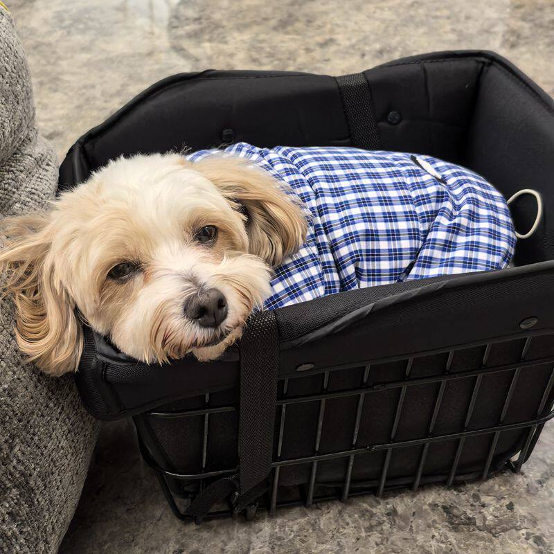 什么样的电瓶车宠物推车最适合日常遛狗？