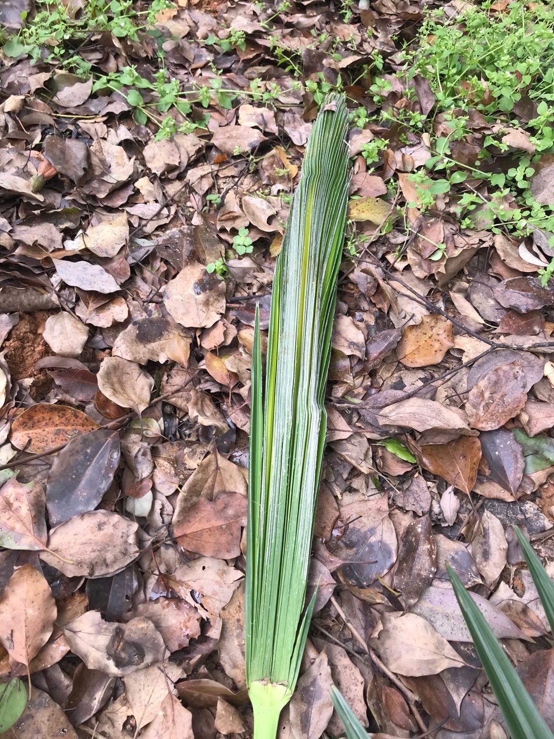 Brown straw choreography fresh brown leaf raw material elementary school students with manual coursework practice activities for the production of insect animals