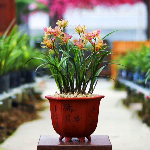 Toyama exotic butterfly, strong fragrance, orchid, multi-petal exotic flower, orchid, study desk, foliage, interesting potted flowers