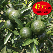 Xinhui fresh small green citrus authentic Guangdong Xinhui fresh Xinhui citrus Small green citrus fresh fruit authentic tea branch citrus