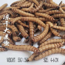 Barley worm special process to produce fresh worm Arowana starling thrush bird feed Ornamental fish feed