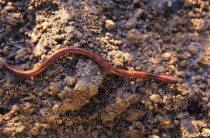 Live earthworm fishing bait Crucian carp grass carp fish food bait Ornamental fish feed