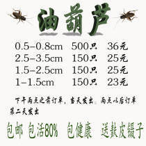 Oil Gourd Crickets Grasshoppers Crickets Arowana Lizards Chameleons Palace Spiders Live feed High calcium