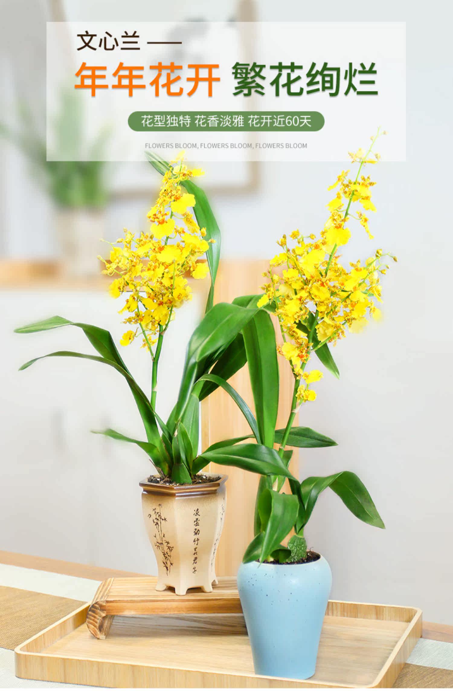 文心兰君子兰盆栽蝴蝶兰带花泼墨石斛兰室内花卉植物建兰观花绿植 虎窝淘