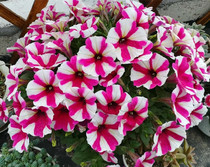 Imported premium Dwarf Calf Flowers Fry hanging dwarf Bull Flowers Balcony Courtyard Outreach Furnishing with flowers