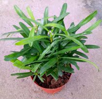 Mini-Lohan pine indoor boutique flower desk small green plant purifying air potted plants