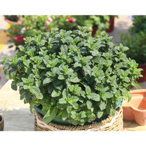 Vanilla mint thyme mint thyme thyme potted green plant green plant with clear incense and mosquito repellent for many years