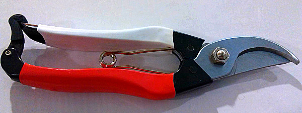 Taiwan De Nosuke Prunes Prunes Cut Branches Cut Branches Cut Flowers Branches Cut Flowers And Cut Scissors Scissors Scissors Scissors Scissors Scissors Scissors Scissors Scissors