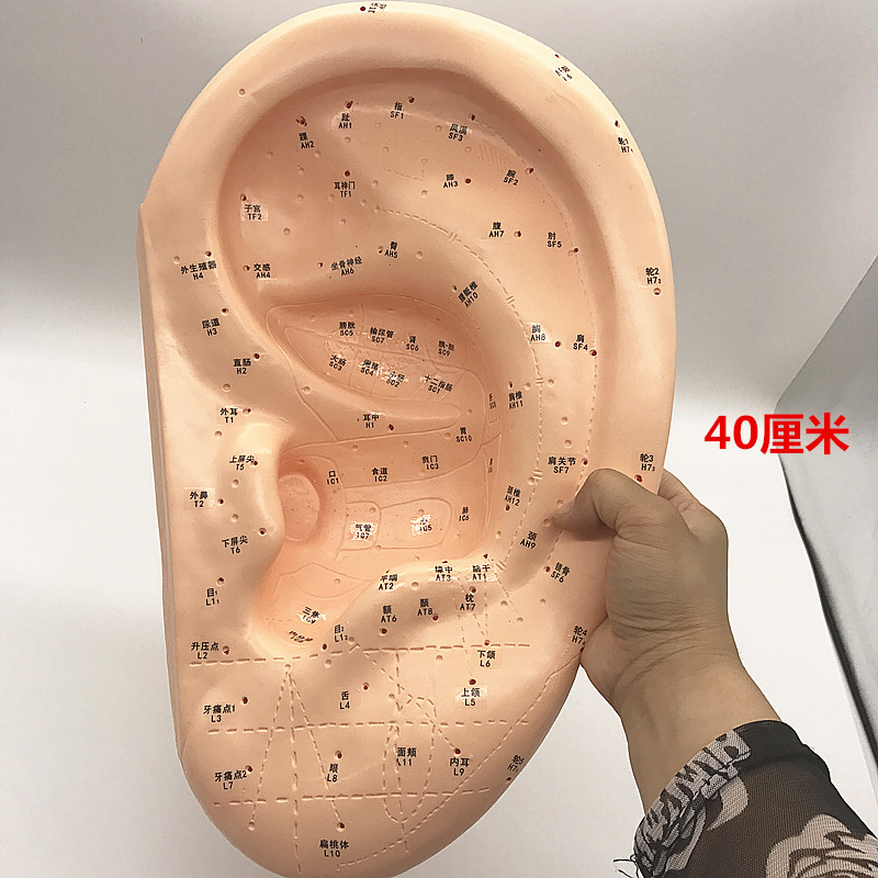 包邮大号耳按摩模型/针灸耳模/耳穴反射区模型/标准耳朵穴位40cm
