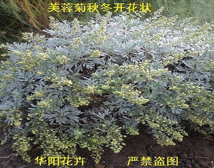 罕见的银白色植物——芙蓉菊