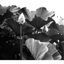 Black and white negative film black and white reversal film single processing no processing of non-our company film