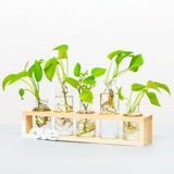 Офис декоративный настольный столик доля зеленый укроп гидропонный растение водное цветочное горшок маленький свежий свежий из гостиной стеклян