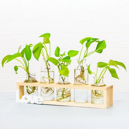 Офис декоративный настольный столик доля зеленый укроп гидропонный растение водное цветочное горшок маленький свежий свежий из гостиной стеклян