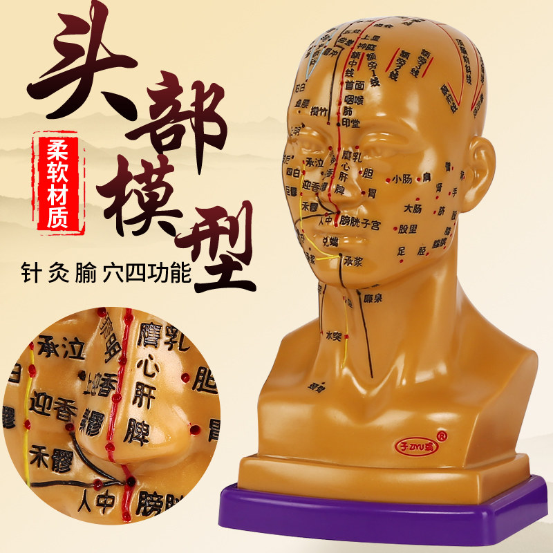 可扎针高清头部穴位模型针灸刻字头模全脸面部假头腧穴人体按摩图