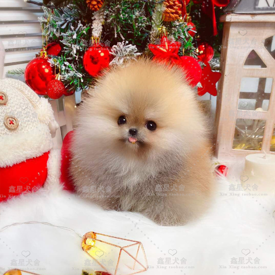 Beaume Puppies Live Pure Breeds Pet Dogs Small Dogs White Beaume Yellow Junky Living Teacup Dog Breeds Dog Breeds Dogs