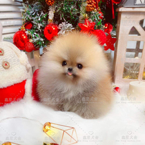 Bomei puppies live purebred pet dog Small Dog White Bomei Huang Junsuke live tea cup dog domestic dog