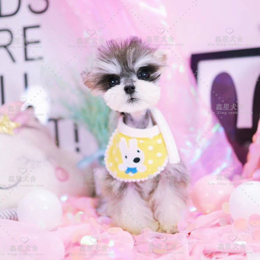 Pure Breeds Snow Neri Puppies Live Small Body Fans Your Type Snow Neri Dogs Giant Home Black Silver Pretzels Salt Color Pet Dogs