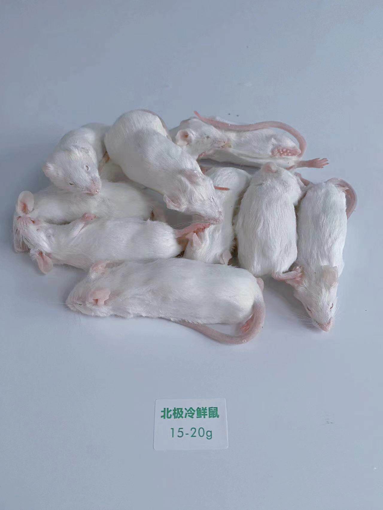北极冷鲜鼠 冰冻小白鼠 爬宠冻老鼠乳鼠白霜红皮跳跳宠物蛇食物鼠 detail 8