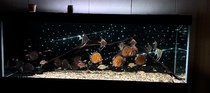 Fish tank starry sky background board starry sky board starry sky ceiling fiber optic light