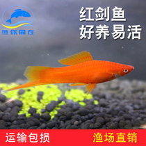 Red swordfish fish swordtail fish Mary viviparous tropical ornamental fish live fresh water mixed grass tank fish