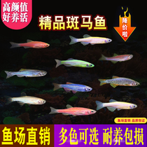 Fluorescent zebrafish green apple green zebrafish red light fish small cold water fish tropical ornamental fish feed live fish