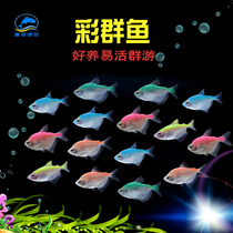Color skirt fish rainbow light fish small tropical ornamental fish aquarium group swimming water living pet bag live