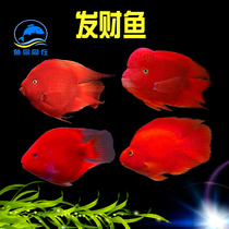 Medium and large tropical fish ornamental fish Feng Shui Fish Yuanbao Fish Blood Parrot Fish Live Wealth God Fish Fate Fish Live