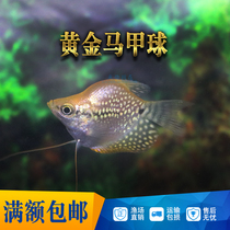 Golden Pearl vest fish Pearl vest fish Pearl vest fish tropical fish ornamental fish live